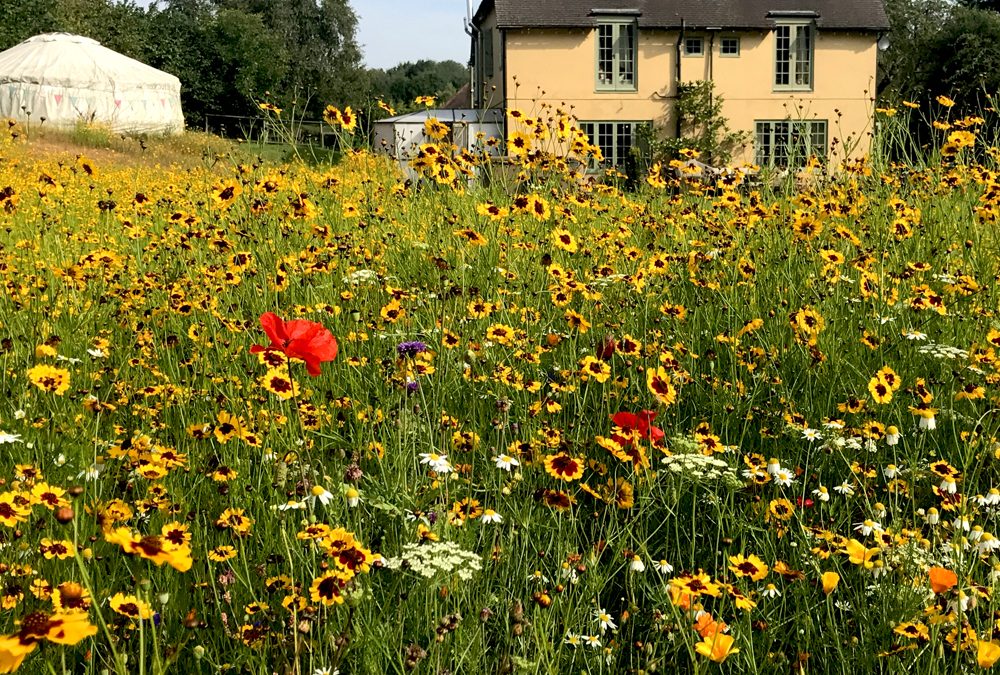 The Comeback of Flower Meadows and Open Spaces!